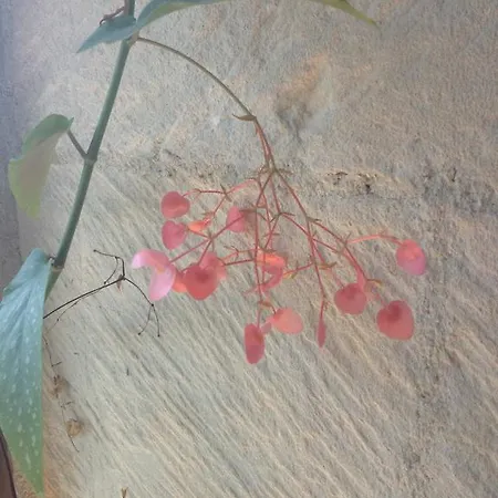 Le Refuge Des Cordeliers * Laon