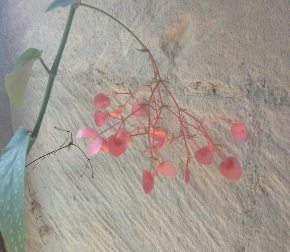 Le Refuge Des Cordeliers * Laon